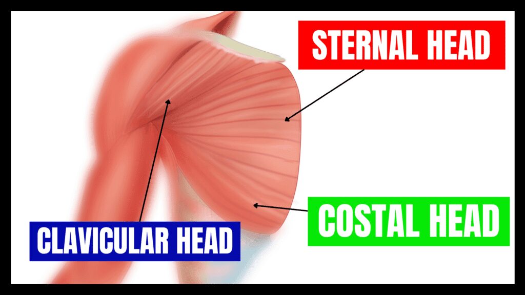 anatomy of the sternal, clavicular and costal heads of the pectoralis major